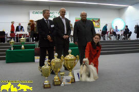 BEST IN SHOW - MVP Trenn 2009